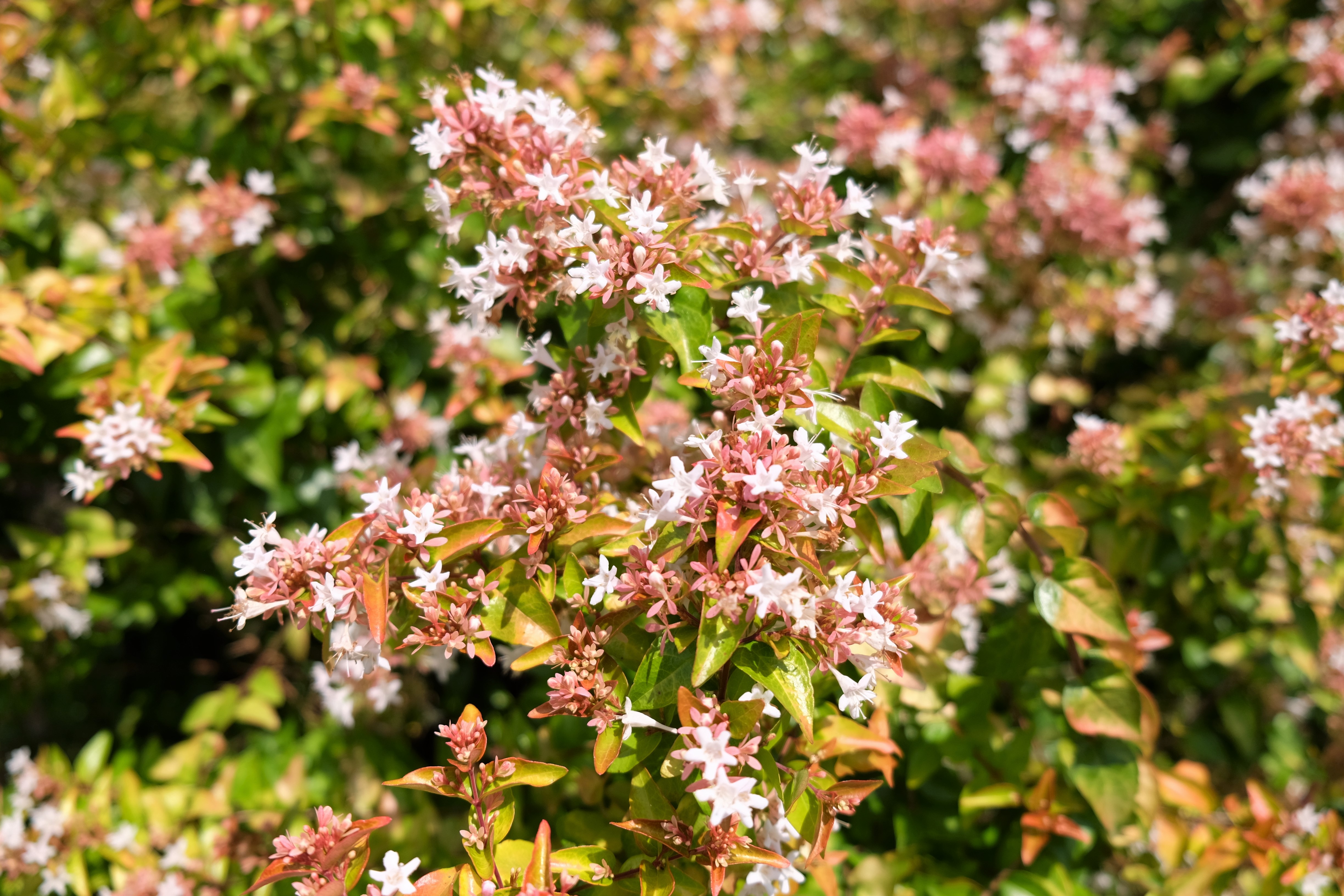 peach perfection abelia 2JPG